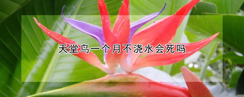 天堂鸟一个月不浇水会死吗