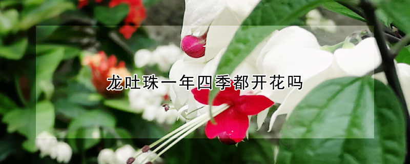 龙吐珠一年四季都开花吗