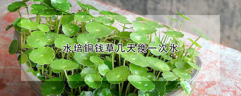 水培铜钱草几天换一次水