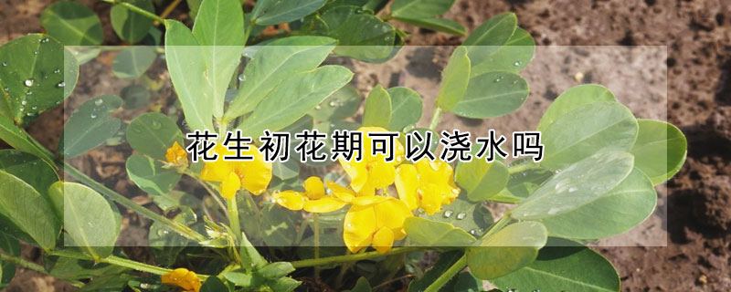 花生初花期可以浇水吗