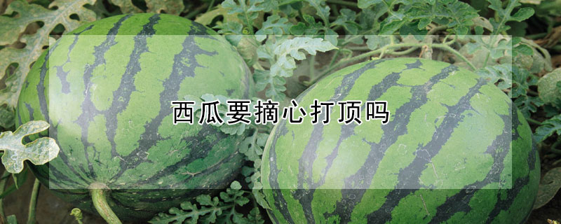 西瓜要摘心打顶吗