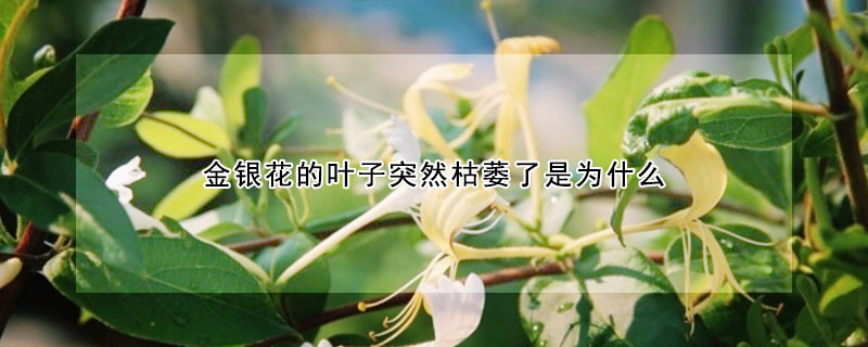 金银花的叶子突然枯萎了是为什么