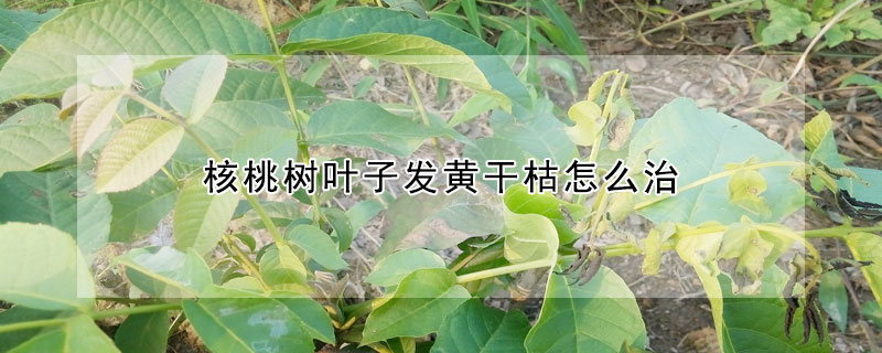 核桃树叶子发黄干枯怎么治