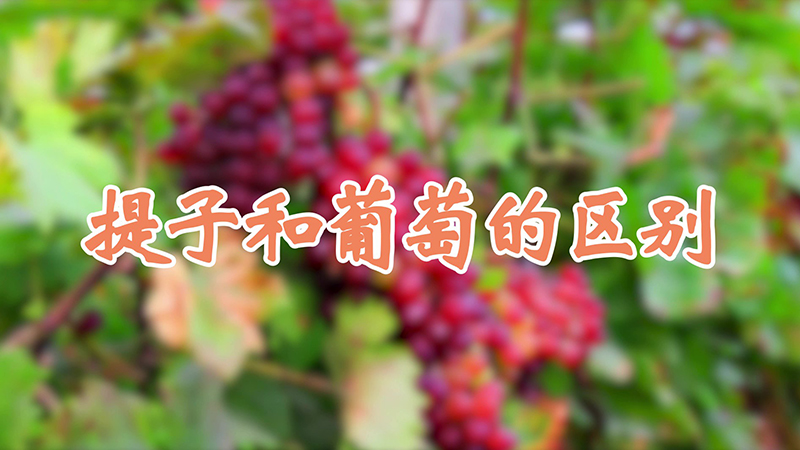 提子和葡萄的区别