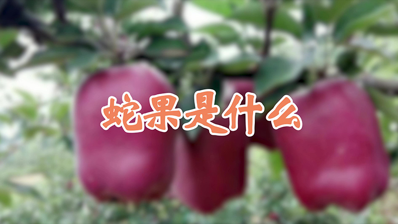 蛇果是什么