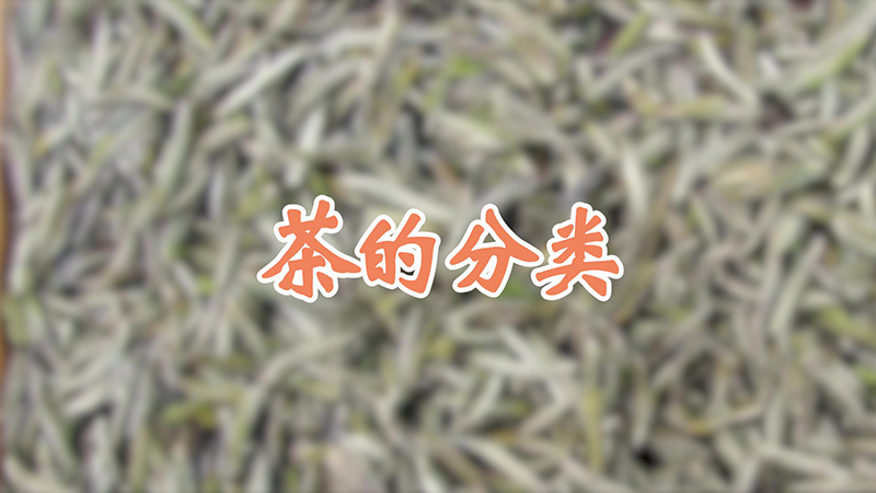 茶的分类