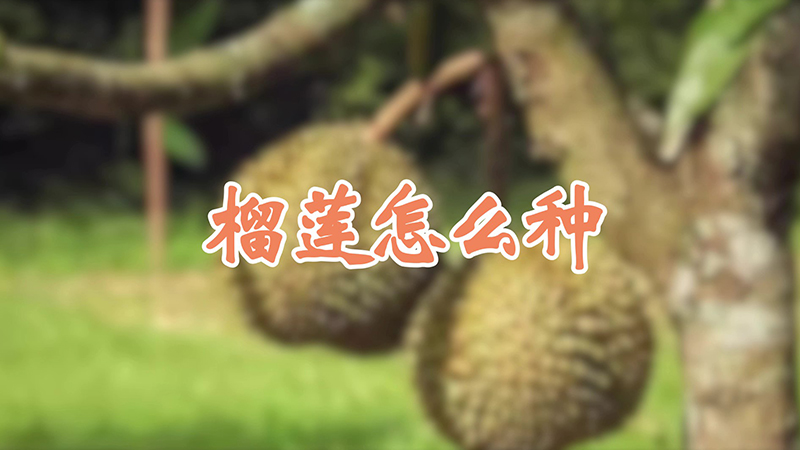 榴莲怎么种