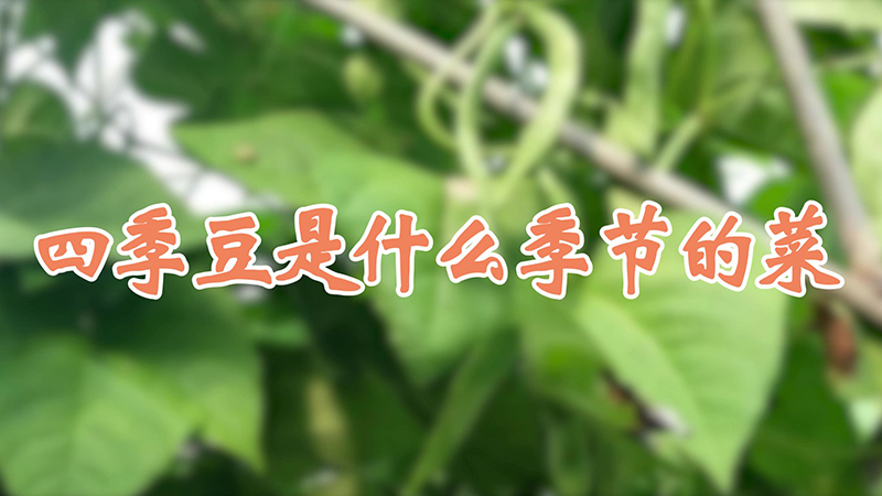 四季豆是什么季节的菜