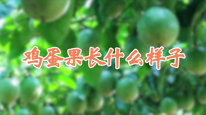 鸡蛋果长什么样子