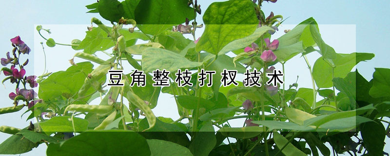 豆角整枝打杈技术