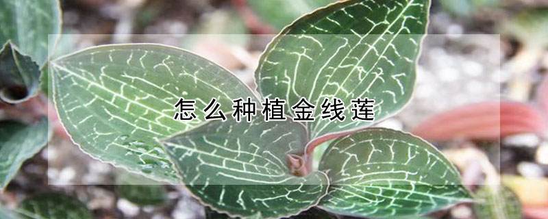 怎么种植金线莲