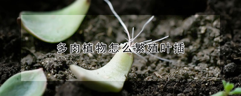 多肉植物怎么繁殖叶插