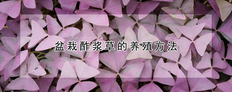 盆栽酢浆草的养殖方法