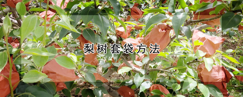 梨树套袋方法