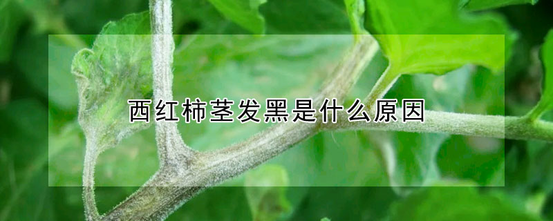 西红柿茎发黑是什么原因