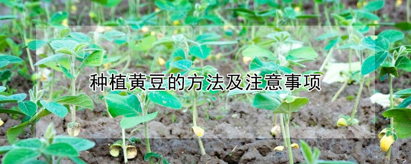 种植黄豆的方法及注意事项