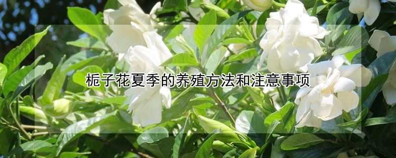 栀子花夏季的养殖方法和注意事项