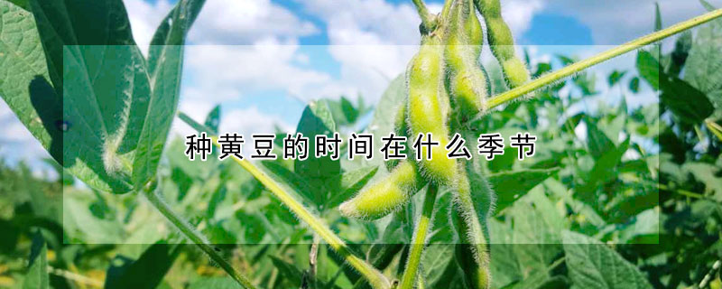 种黄豆的时间在什么季节