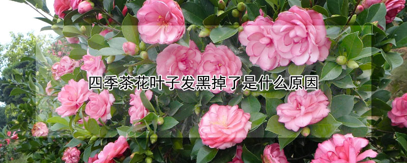 四季茶花叶子发黑掉了是什么原因