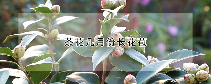 茶花几月份长花苞