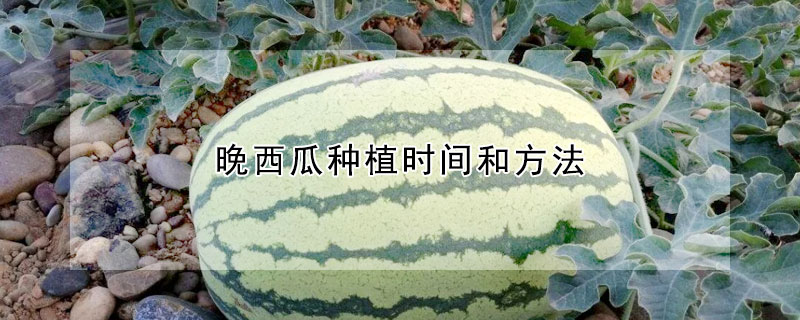 晚西瓜种植时间和方法