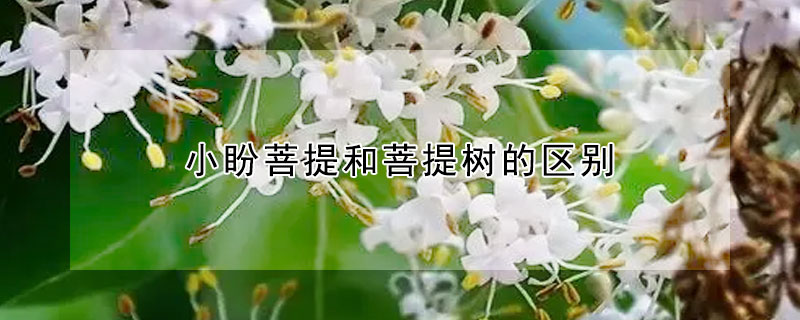 小盼菩提和菩提树的区别