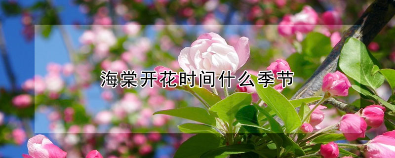 海棠开花时间什么季节