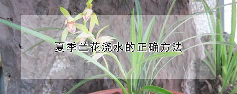 夏季兰花浇水的正确方法