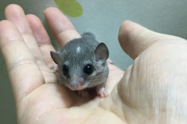 睡鼠好养吗