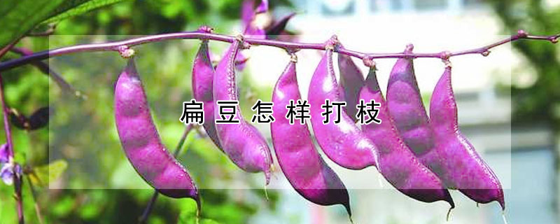 扁豆怎样打枝