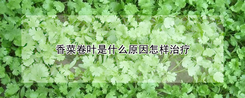 香菜卷叶是什么原因怎样治疗