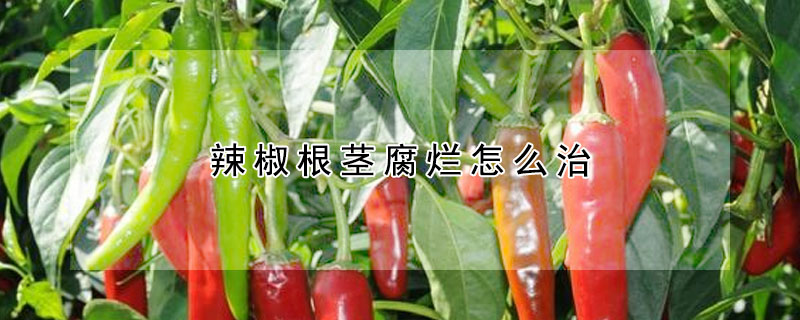 辣椒根茎腐烂怎么治