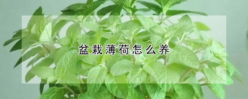 盆栽薄荷怎么养