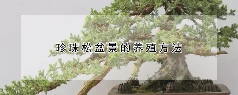珍珠松盆景的养殖方法