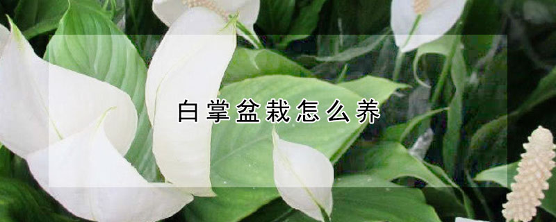 白掌盆栽怎么养