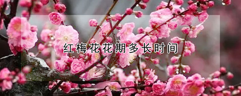 红梅花花期多长时间