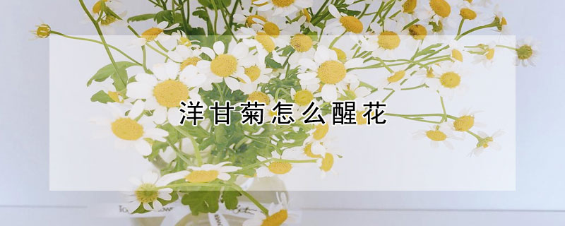 洋甘菊怎么醒花