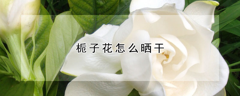 栀子花怎么晒干