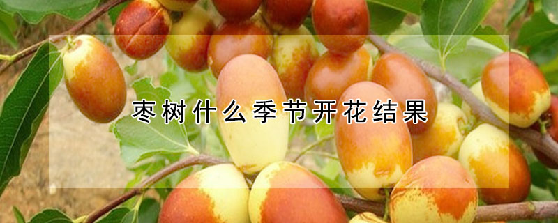 枣树什么季节开花结果