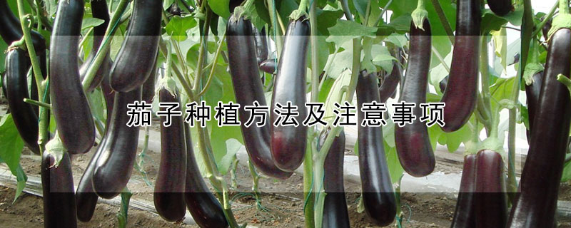 茄子种植方法及注意事项 —【发财农业网】