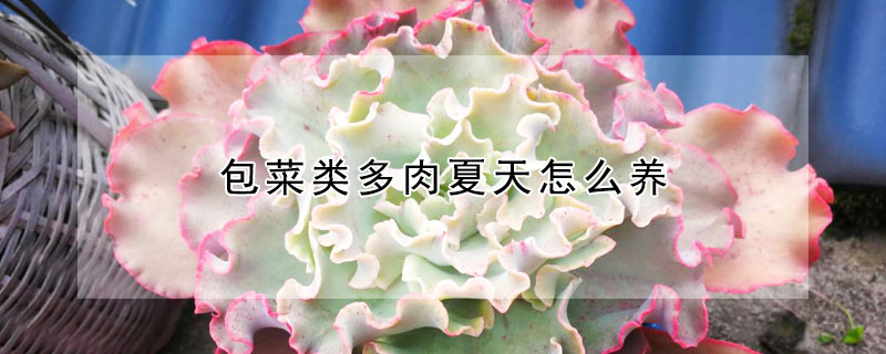 包菜类多肉夏天怎么养