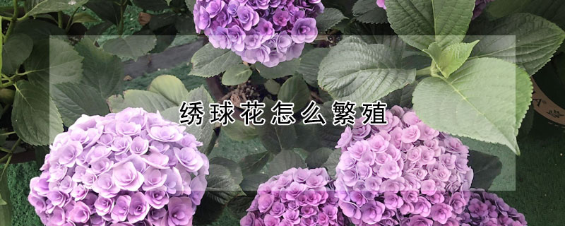 绣球花怎么繁殖