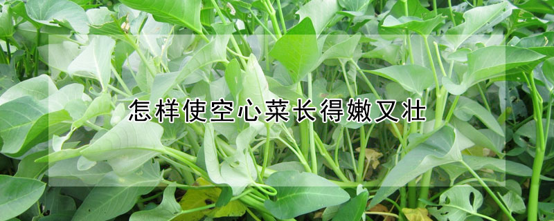 怎样使空心菜长得嫩又壮