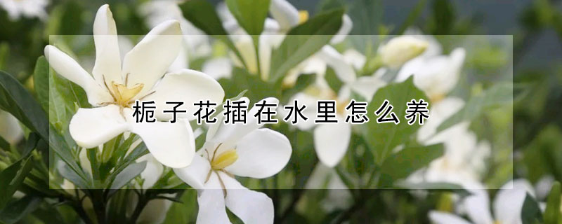 栀子花插在水里怎么养