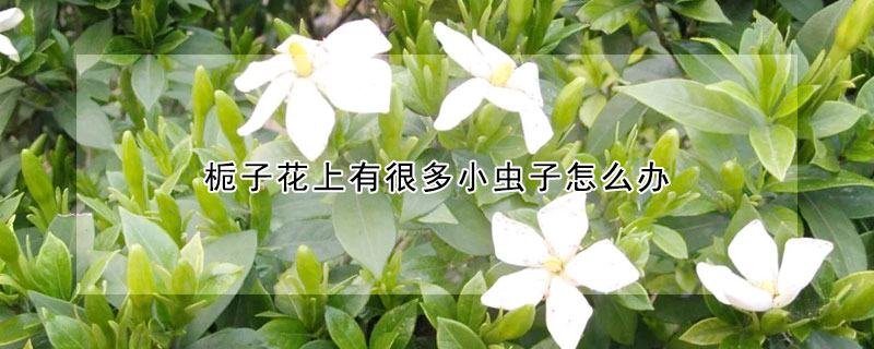 栀子花上有很多小虫子怎么办