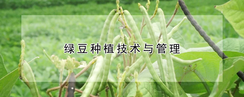 绿豆种植技术与管理