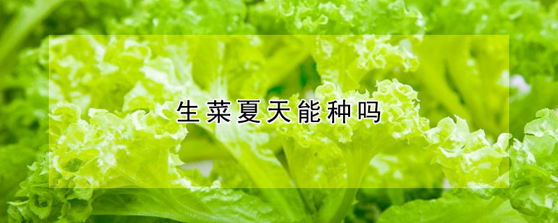 生菜夏天能种吗