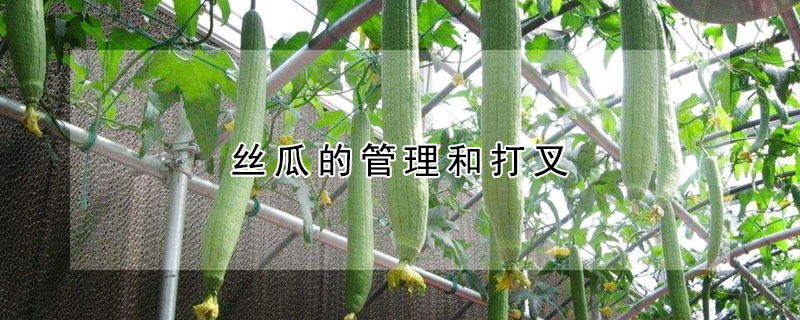 丝瓜的管理和打叉