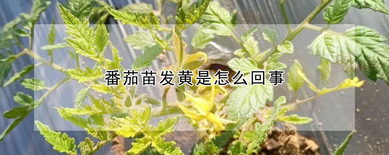 番茄苗发黄是怎么回事 —【发财农业网】