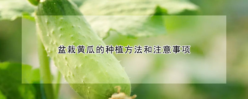 盆栽黄瓜的种植方法和注意事项